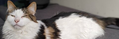 balrogmeowgoth photo 1